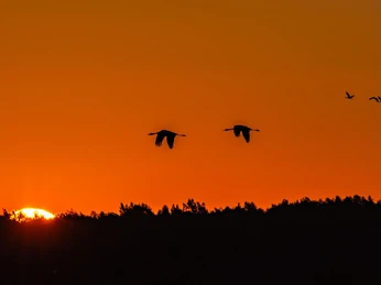 Zwei Kraniche im Sonnenuntergang im Tister Bauernmoor Zwei Kraniche im Sonnenuntergang im Tister BauernmoorTwo cranes at sunset in the Tister BauernmoorTo traner ved solnedgang i Tister BauernmoorTwee kraanvogels bij zonsondergang in het Tister Bauernmoor