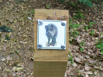 Wildschwein-Logo auf dem Waldlehrpfad im Großen Holz Wildschwein-Logo auf dem Waldlehrpfad im Großen Holz