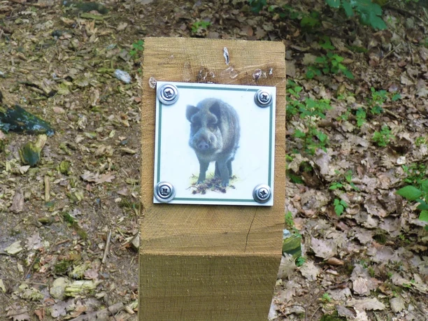 Wildschwein-Logo auf dem Waldlehrpfad im Großen Holz Wildschwein-Logo auf dem Waldlehrpfad im Großen Holz