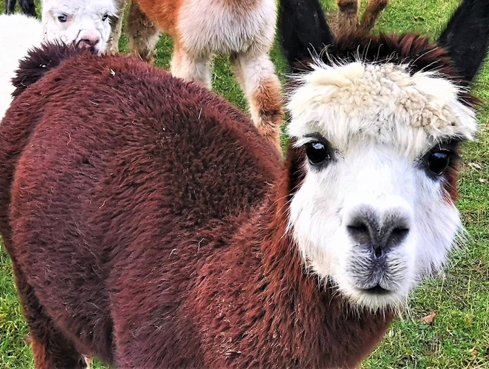 alpaka_elke-singh.jpg