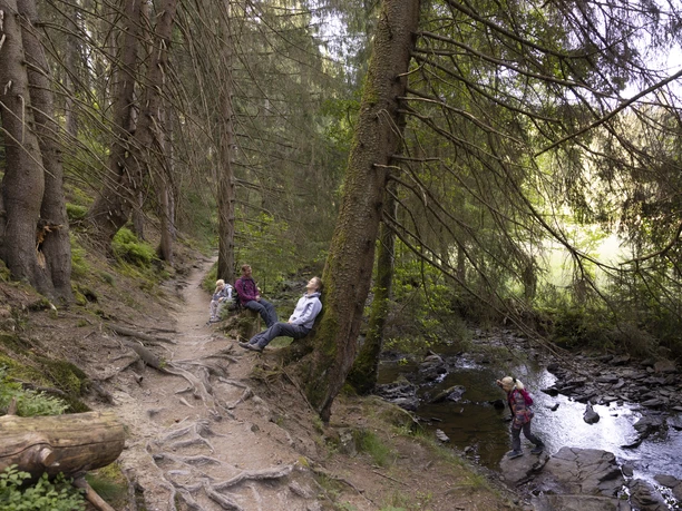 Wurzelpfad Wildnistrail