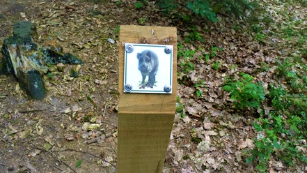 Folgen Sie dem Wildschwein auf dem 3 km langen Waldlehrpfad Folgen Sie dem Wildschwein auf dem 3 km langen Waldlehrpfad