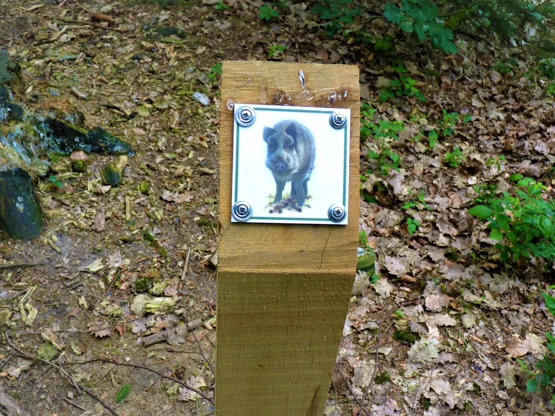 Folgen Sie dem Wildschwein auf dem 3 km langen Waldlehrpfad Folgen Sie dem Wildschwein auf dem 3 km langen WaldlehrpfadFollow the wild boar on the 3 km long forest nature trailFølg vildsvinene på den 3 km lange natursti i skovenVolg de wilde zwijnen op het 3 km lange bosnatuurpad