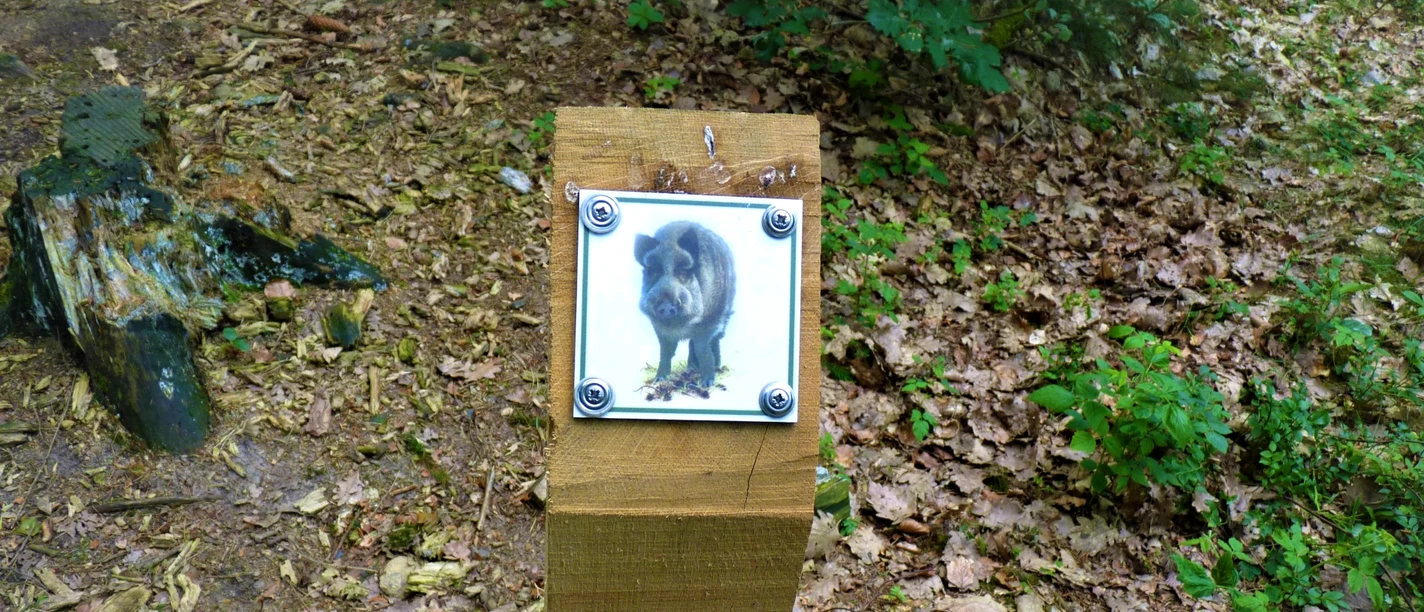 Folgen Sie dem Wildschwein auf dem 3 km langen Waldlehrpfad Folgen Sie dem Wildschwein auf dem 3 km langen Waldlehrpfad