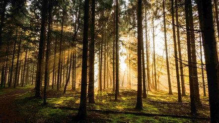 Morgenstimmung im Waldgebiet Großes Holz Morgenstimmung im Waldgebiet Großes Holz