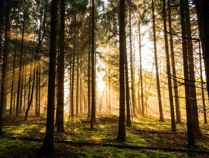 Morgenstimmung im Waldgebiet Großes Holz Morgenstimmung im Waldgebiet Großes Holz
