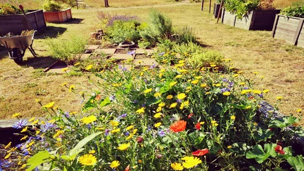 Blumenbeet im Mitmach- und Erlebnisgarten Hartmannshof Blumenbeet im Mitmach- und Erlebnisgarten Hartmannshof