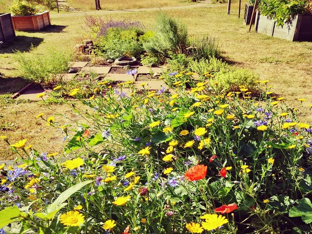 Blumenbeet im Mitmach- und Erlebnisgarten Hartmannshof Blumenbeet im Mitmach- und Erlebnisgarten Hartmannshof