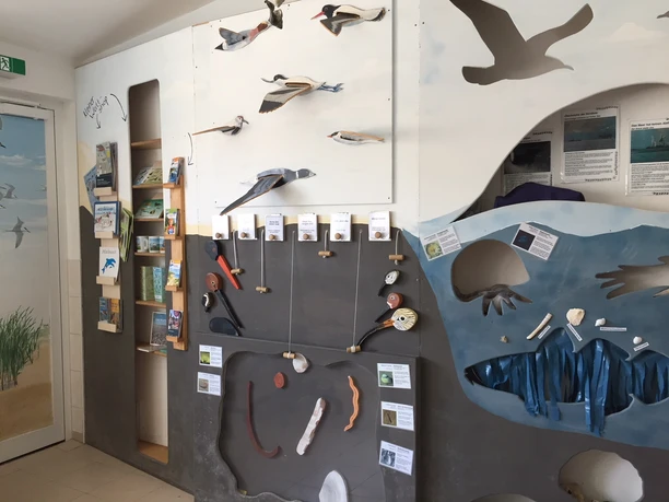 Austernfischer Puan Klent Schutzstation Wattenmeer