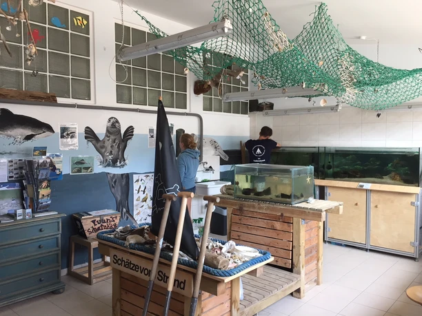 Wattlabor Austernfischer