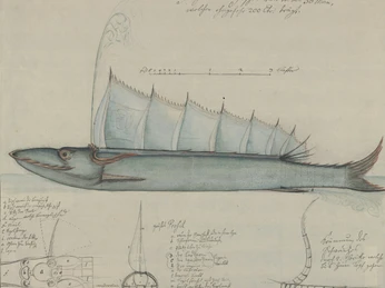 Zeichnung "Steinhuder Hecht" Zeichnung eines Fisches mit detaillierten anatomischen Skizzen und Beschriftungen.