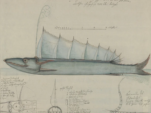 Zeichnung "Steinhuder Hecht" Zeichnung eines Fisches mit detaillierten anatomischen Skizzen und Beschriftungen.