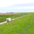 VA-Deich-Schaf.JPG