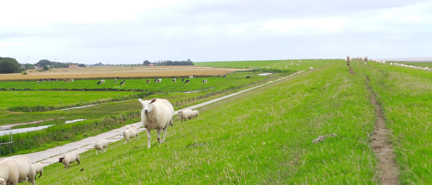 VA-Deich-Schaf.JPG