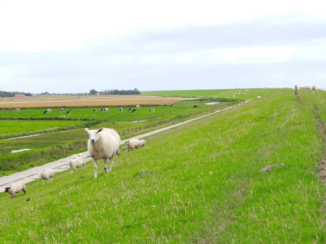 VA-Deich-Schaf.JPG