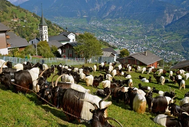Schwarzhalsziegen
