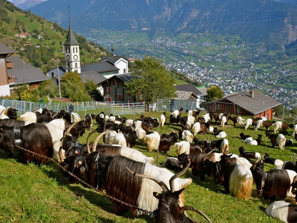 Schwarzhalsziegen