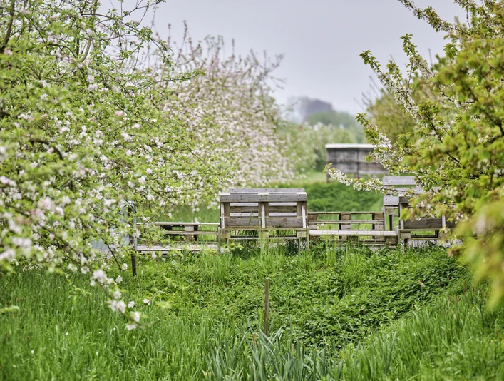 Obstplantage im Alten Land