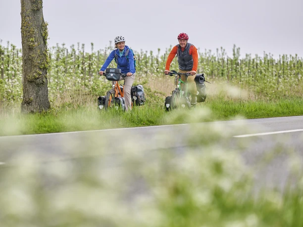 Radfahrende entlang der Obstbäume