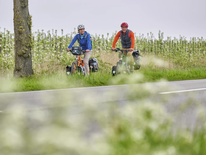 Radfahrende entlang der Obstbäume