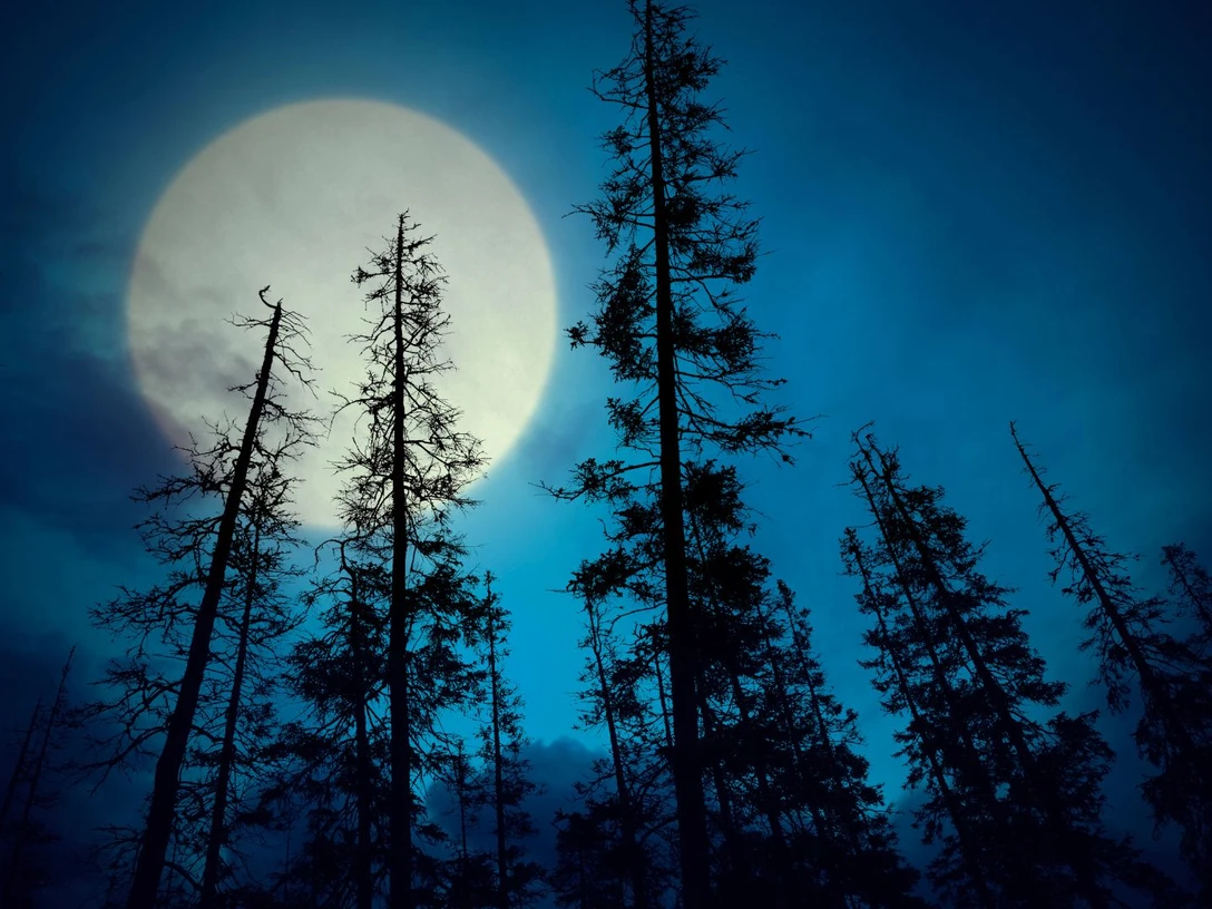 Vollmondwanderung.jpg