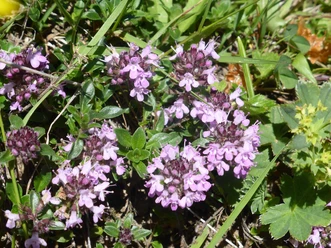 sigriswil-kraeuterwanderung-violette-blueten
