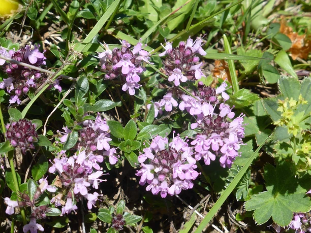sigriswil-kraeuterwanderung-violette-blueten