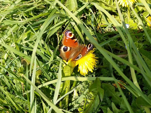 sigriswil-kraeuterwanderung-tagpfauenauge-auf-loewenzahn