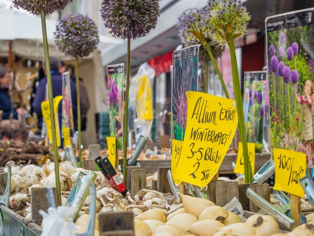 Hamelner Herbstmarkt - Blumenknollen
