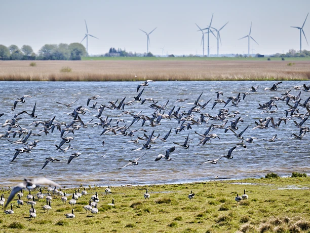 Zugvögel