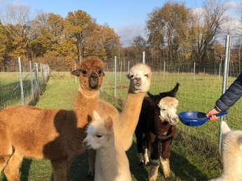 alpaka-füttern_c_elke-singh.jpg