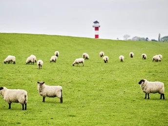 Deich, Schafe und Leuchtturm an der Elbe