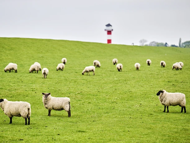 Deich, Schafe und Leuchtturm an der Elbe