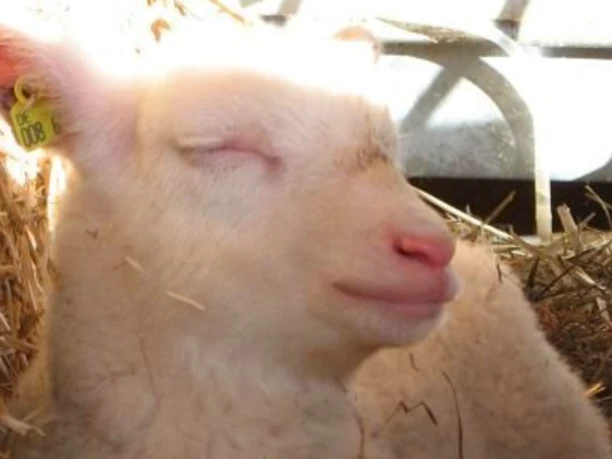 Milchschafhof Brünjes Milchschafhof Brünjes