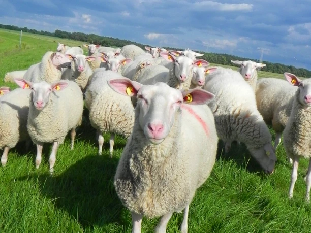 Schafherde des Milchschafhofes Brünjes Schafherde des Milchschafhofes Brünjes