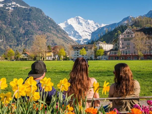 interlaken-hoeheweg-jungfrau-fruehling-blumen