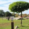 Eine grüne Wiese mit einem auffälligen Baum im Vordergrund und einem Zaun im Hintergrund.