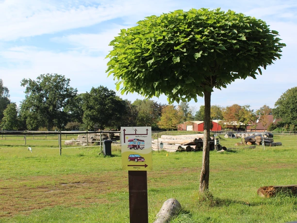 Eine grüne Wiese mit einem auffälligen Baum im Vordergrund und einem Zaun im Hintergrund.