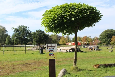 Gut Donnerstedt Eine grüne Wiese mit einem auffälligen Baum im Vordergrund und einem Zaun im Hintergrund.