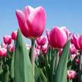 tulips-3348212_1280.jpg