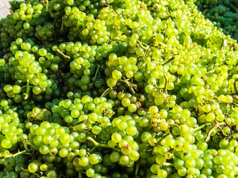 Weintrauben