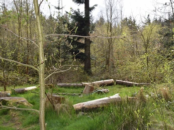 Sitzgelegenheiten im Wald