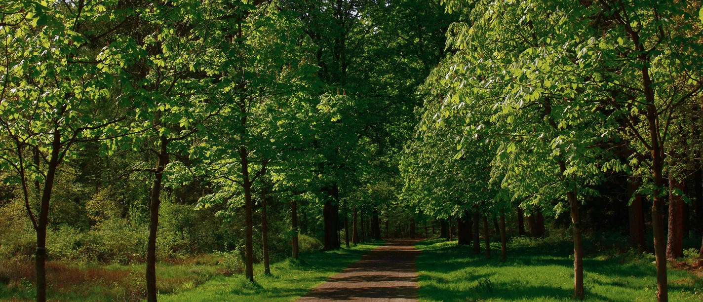 Kastanienallee Schlosspark Rastede