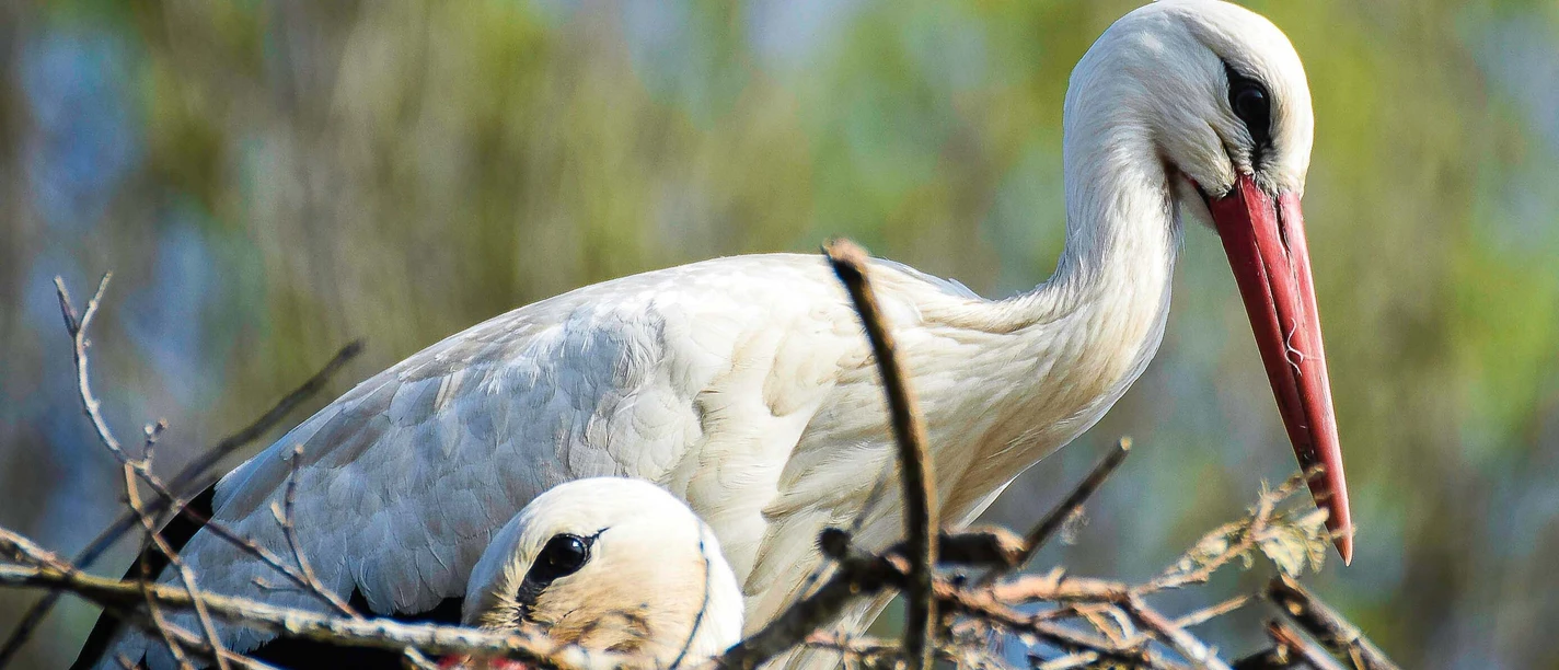 luegde_storchenstation-elbrinxen
