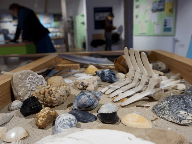 Juist National Park House - Tentoonstelling - Strandvondsten