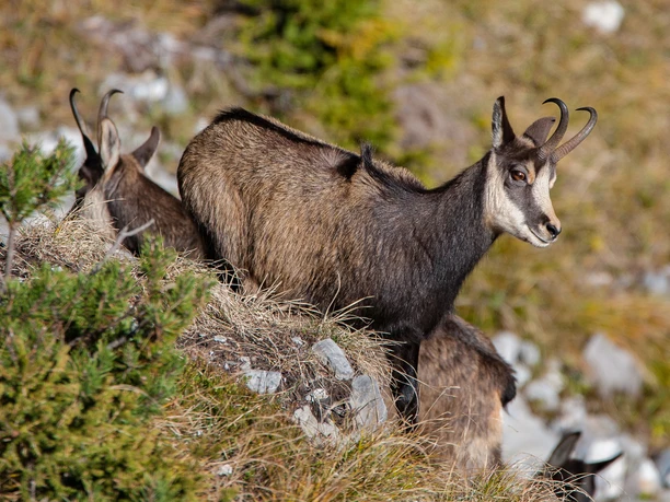 Chamois in their natural environment