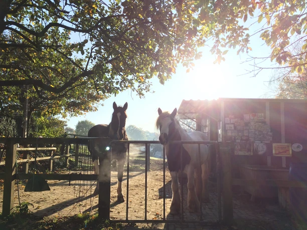 stall-huster_paddock_cc_stall-huster-hagen-atw