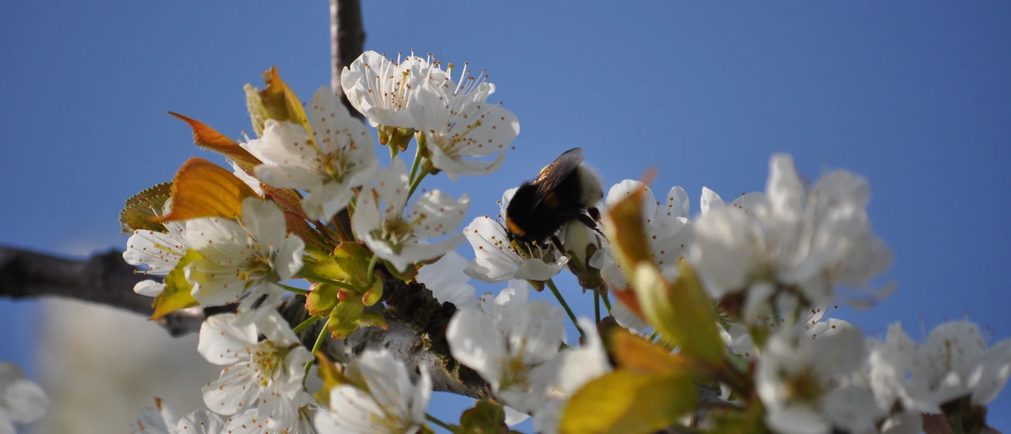 witzenhausen_kirschbl-tenzweig-c-a-halpape