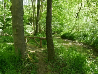 Grüner Waldweg entlang eines kleinen Baches mit einem rustikalen Holzgeländer, umgeben von dichter Vegetation.