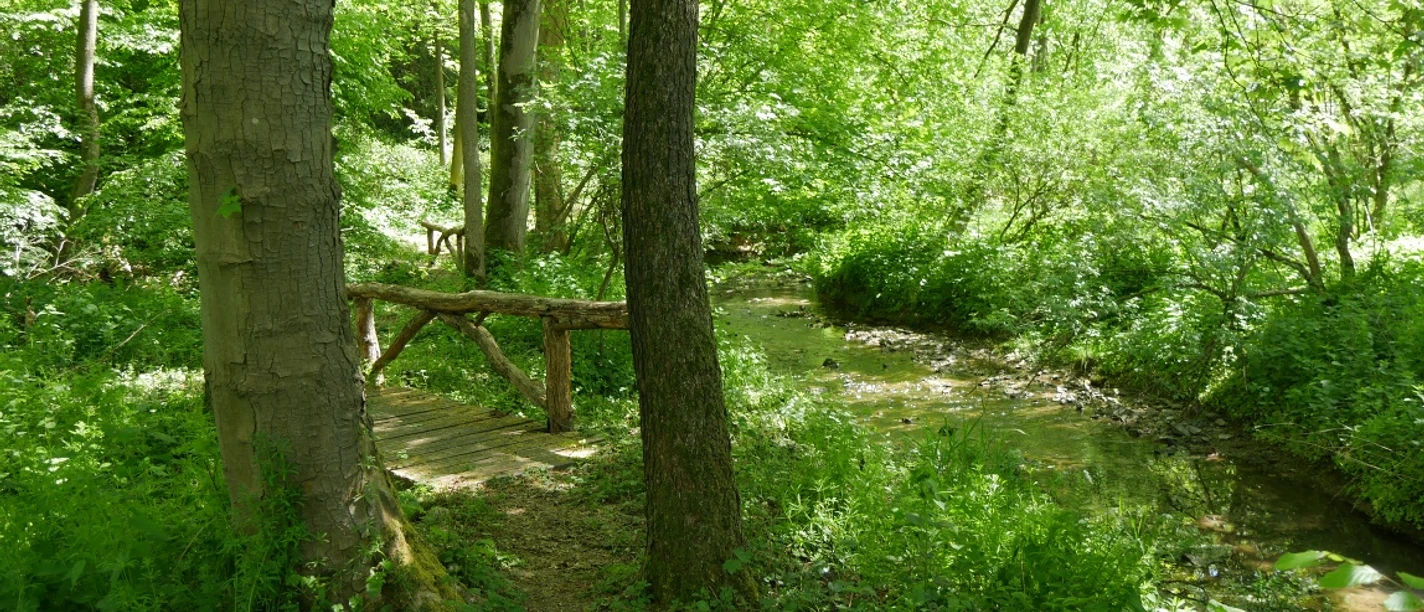 Traumhafter Weg entlang der Schelpe Grüner Waldweg entlang eines kleinen Baches mit einem rustikalen Holzgeländer, umgeben von dichter Vegetation.